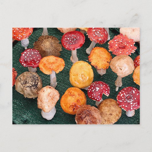 Carte Postale Champignons de jardin et tabourets (Devant)