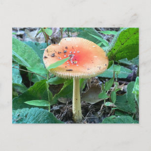 Carte Postale Champignons de la forêt sauvage Nature d'été