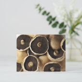 Carte Postale Champignons de Portobello sur Arrière - plan blanc (Debout devant)