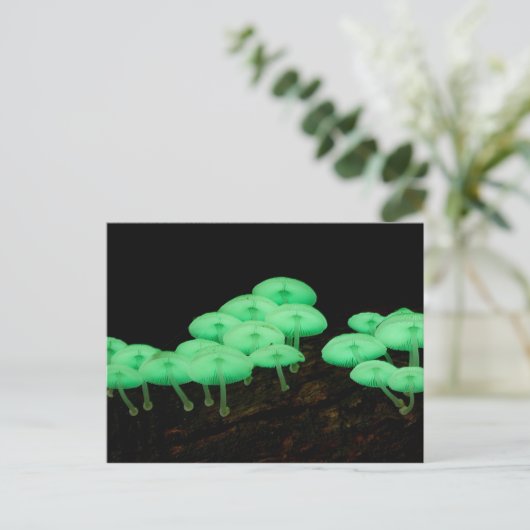 Carte Postale Champignons éclatants (Debout devant)