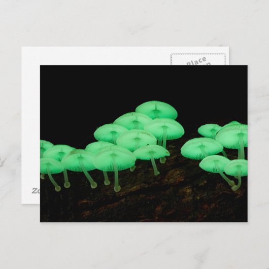 Carte Postale Champignons éclatants (Devant / Derrière)