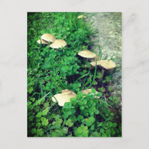 Carte Postale Champignons et Clochers