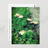 Carte Postale Champignons et Clochers (Devant / Derrière)