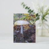Carte Postale Champignons géants (Debout devant)