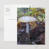 Carte Postale Champignons géants (Devant / Derrière)