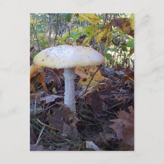 Carte Postale Champignons géants (Devant)
