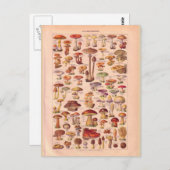 Carte Postale Champignons historiques vintages (Devant / Derrière)