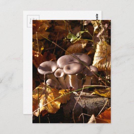 Carte Postale Champignons huîtres (Devant / Derrière)