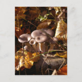 Carte Postale Champignons huîtres (Devant)