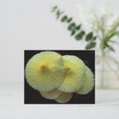 Carte postale Champignons Jaunes (Debout devant)