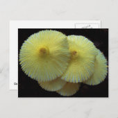 Carte postale Champignons Jaunes (Devant / Derrière)