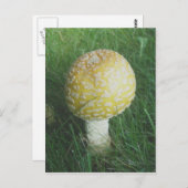 Carte Postale Champignons jaunes #4 (Devant / Derrière)