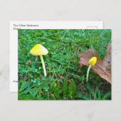 Carte Postale Champignons jaunes minuscules (Devant / Derrière)