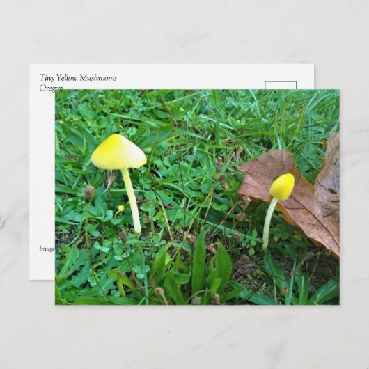 Carte Postale Champignons jaunes minuscules (Devant / Derrière)