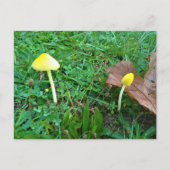 Carte Postale Champignons jaunes minuscules (Devant)
