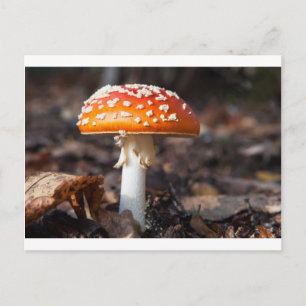 Carte Postale Champignons magiques