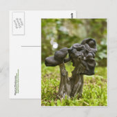 Carte Postale Champignons Mystiques (Devant / Derrière)