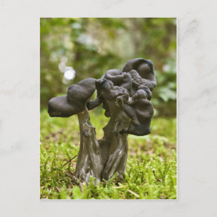 Carte Postale Champignons Mystiques