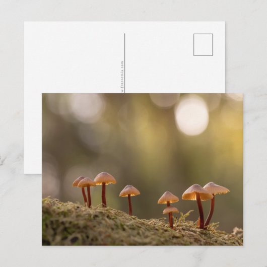 Carte Postale Champignons Nature Photo (Devant / Derrière)