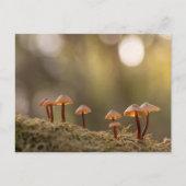 Carte Postale Champignons Nature Photo (Devant)