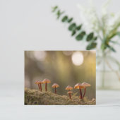 Carte Postale Champignons Nature Photo (Debout devant)