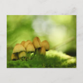 Carte Postale Champignons Nature Photo (Devant)