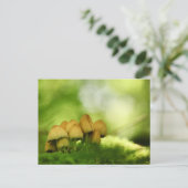 Carte Postale Champignons Nature Photo (Debout devant)