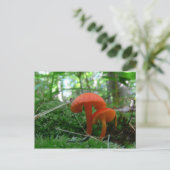 Carte Postale Champignons orange mignons (Debout devant)