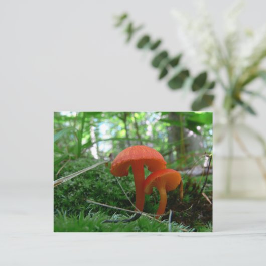 Carte Postale Champignons orange mignons (Debout devant)