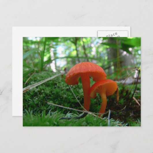 Carte Postale Champignons orange mignons (Devant / Derrière)