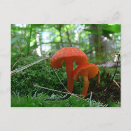 Carte Postale Champignons orange mignons (Devant)