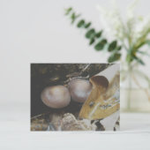 Carte postale Champignons Pair Brown foncé (Debout devant)