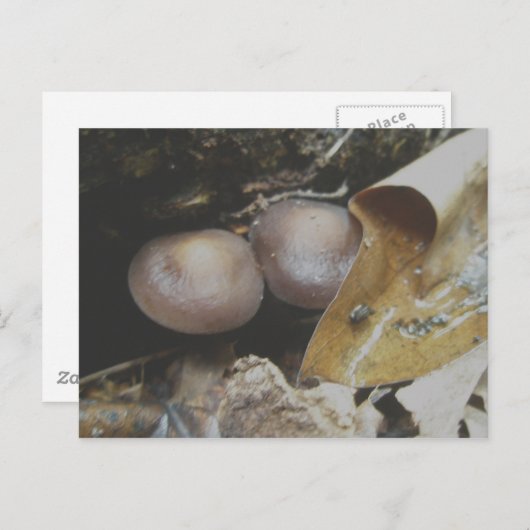 Carte postale Champignons Pair Brown foncé (Devant / Derrière)