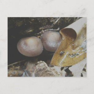 Carte postale Champignons Pair Brown foncé