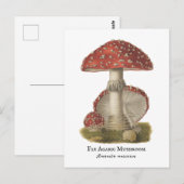 Carte Postale Champignons Red Magic Vintage 1800s (Devant / Derrière)