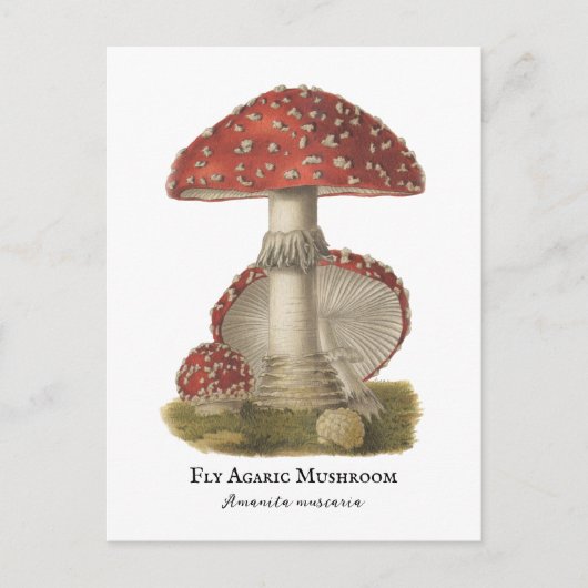 Carte Postale Champignons Red Magic Vintage 1800s (Devant)