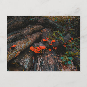 Carte Postale Champignons rouge orange poussant sur du bois