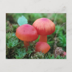 Carte Postale Champignons rouge vif sur le plancher forestier