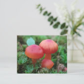 Carte Postale Champignons rouge vif sur le plancher forestier (Debout devant)