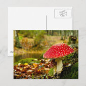 Carte Postale Champignons rouges (Devant / Derrière)