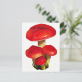 Carte Postale Champignons rouges brillants : huile Pastel Art su (Debout devant)