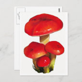 Carte Postale Champignons rouges brillants : huile Pastel Art su (Devant / Derrière)