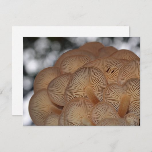 Carte Postale Champignons sauvages (Devant / Derrière)