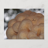 Carte Postale Champignons sauvages (Devant)
