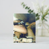 Carte Postale Champignons sous les photos (Debout devant)