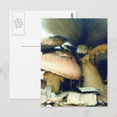 Carte Postale Champignons sous les photos (Devant / Derrière)