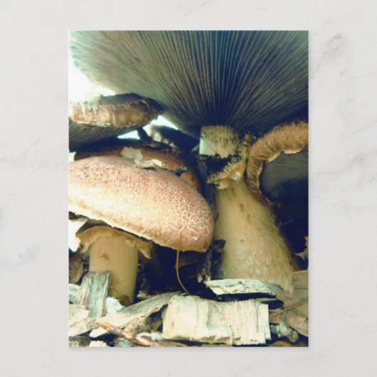 Carte Postale Champignons sous les photos (Devant)