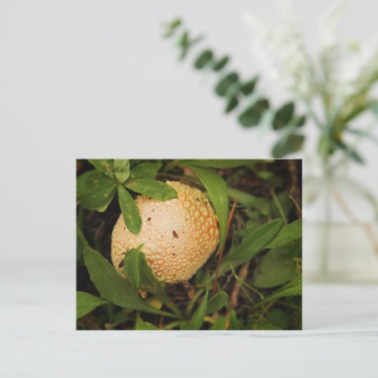 Carte Postale Champignons sur le sol forestier (Debout devant)