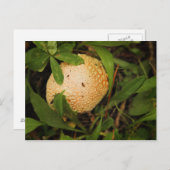 Carte Postale Champignons sur le sol forestier (Devant / Derrière)