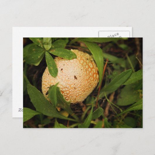 Carte Postale Champignons sur le sol forestier (Devant / Derrière)